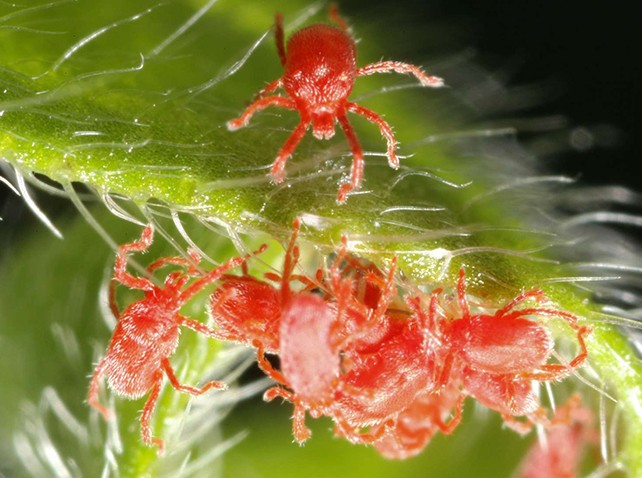 Spidermite