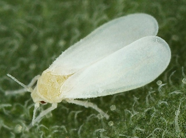 Whitefly