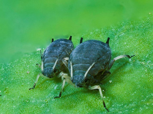 Aphid