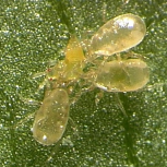 Amblyseius cucumeris