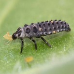 Adalia bipunctata