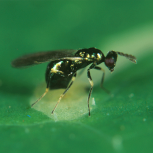 Diglyphus isaea