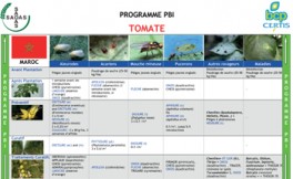 Tomato IPM Program