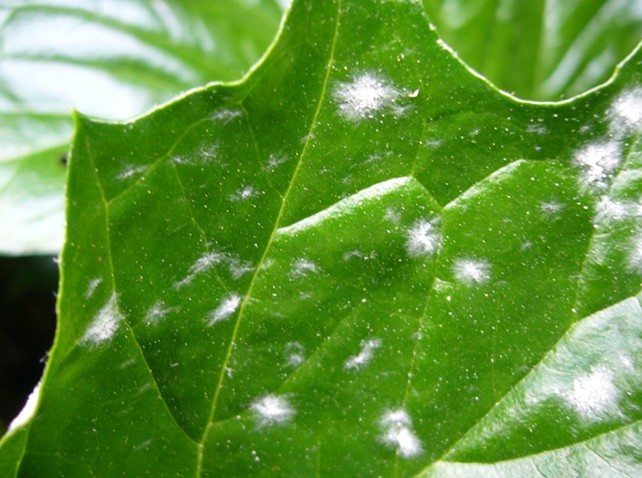 Powdery mildew